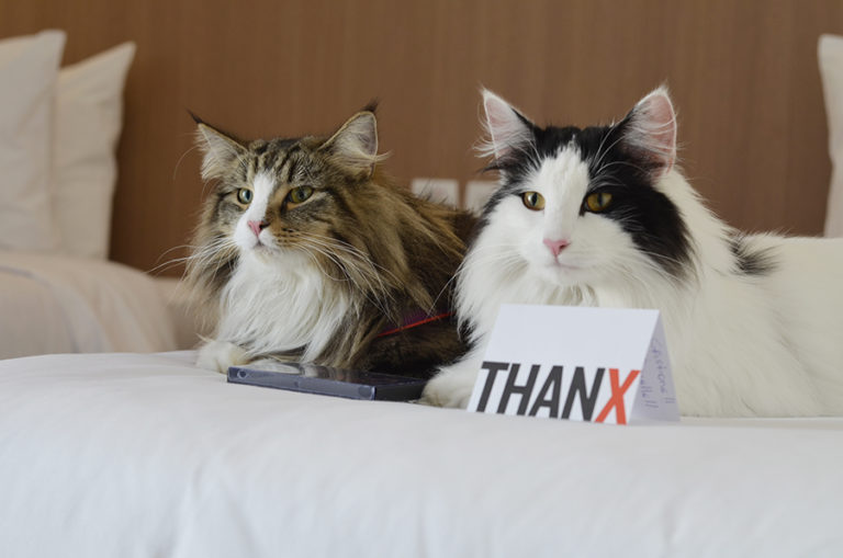 Conheça o Radisson Red, o Hotel mais Incrível e Pet Friendly