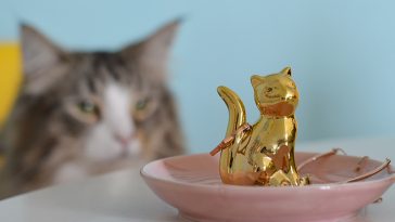 karin e porta jóias loja gatamia