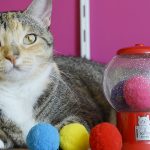 brinquedo para gato Kong Catnip Infuser