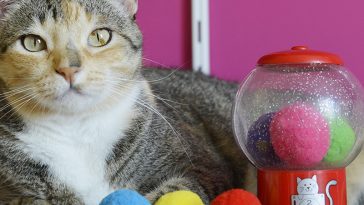 brinquedo para gato Kong Catnip Infuser