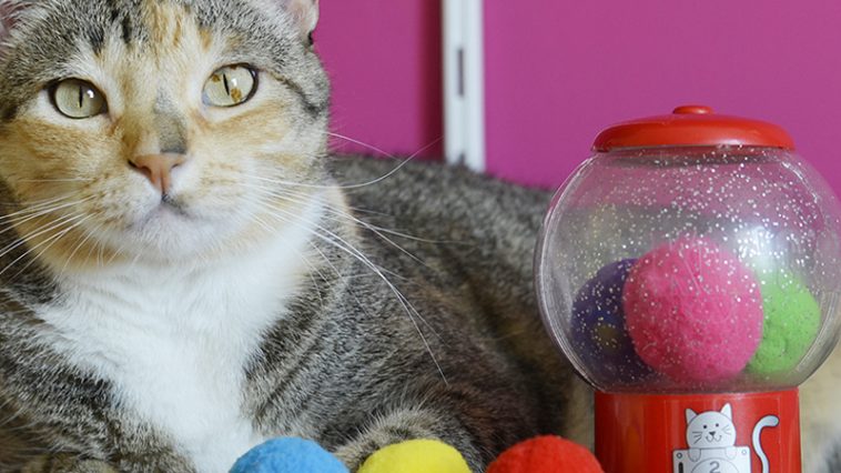 brinquedo para gato Kong Catnip Infuser