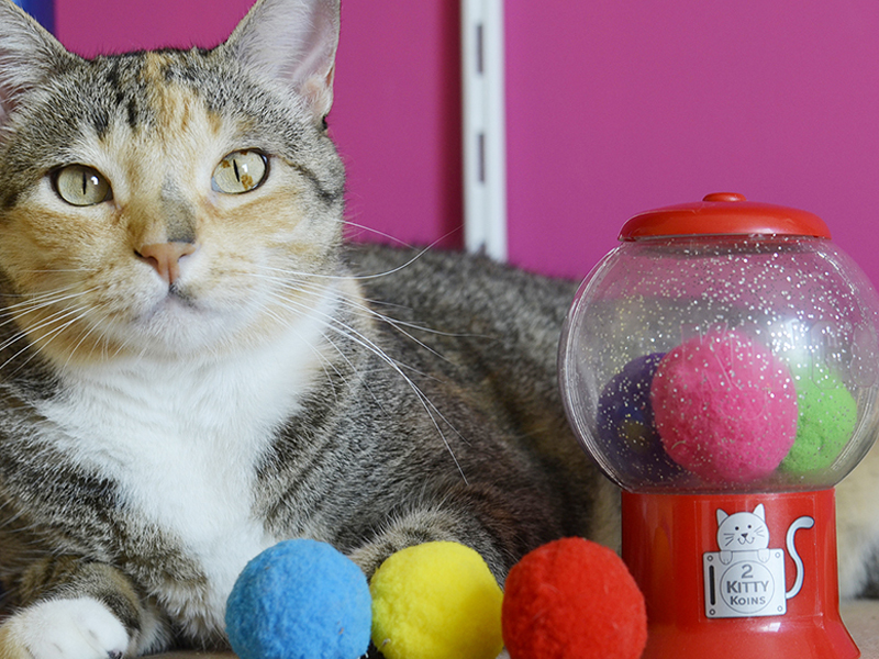 kong catnip infuser