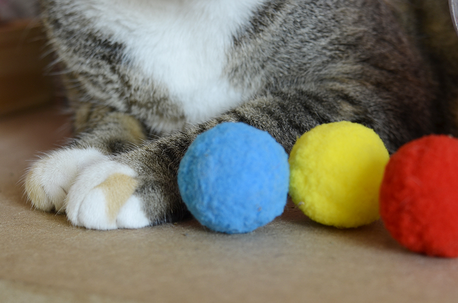 Patinhas da Sayuri junto com o brinquedo para gato Kong Catnip Infuser