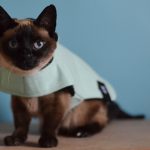 Yumi com casaco zeedog cupom de desconto sayuri 10% off