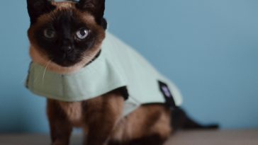 Yumi com casaco zeedog cupom de desconto sayuri 10% off