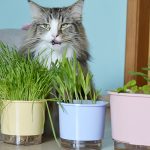 Karin com o vaso autoirrigável Raiz com catnip