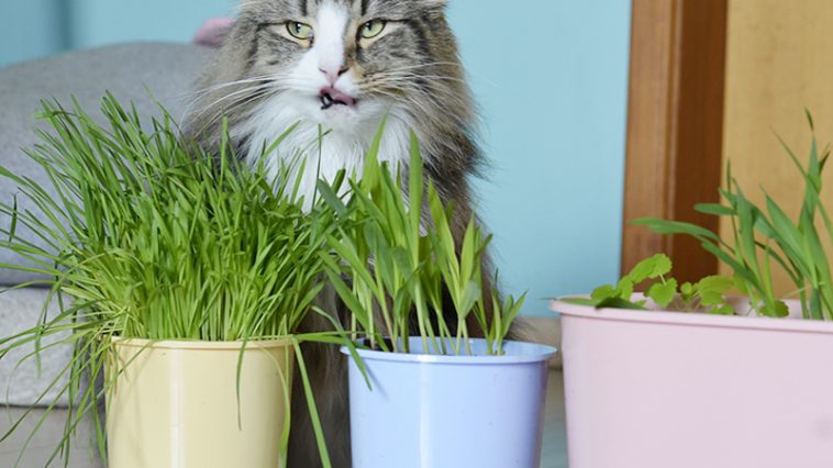Karin com o vaso autoirrigável Raiz com catnip