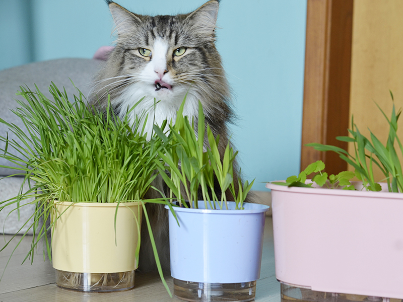 Karin com o vaso autoirrigável Raiz com catnip