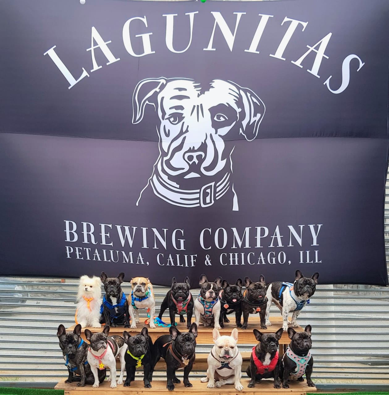 Lagunitas lança a iniciativa “Onde está meu dog?” para ajudar tutores a