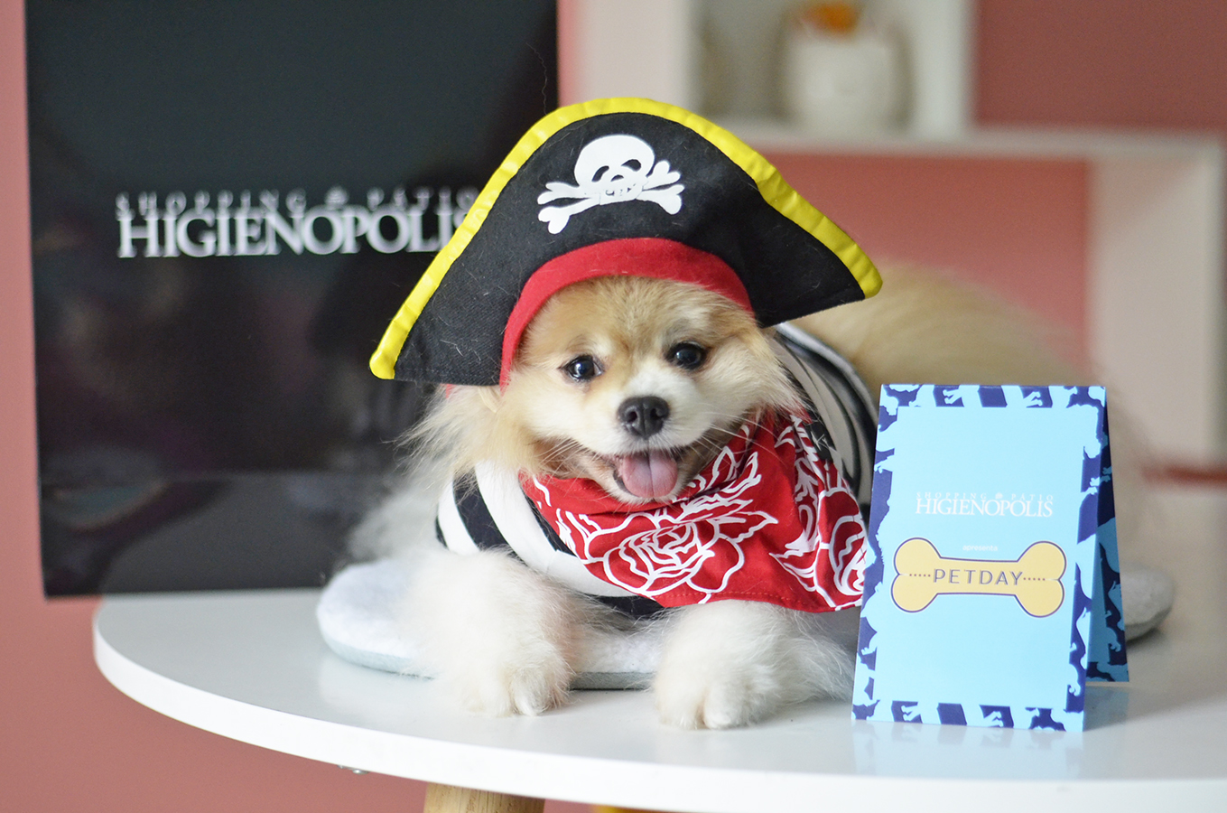 Halloween: 10 tutores e seus pets com fantasias combinando, Comportamento