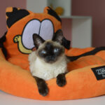 Novidade perfeita para os fãs de heróis e tutores de pet