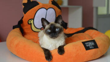 Novidade perfeita para os fãs de heróis e tutores de pet