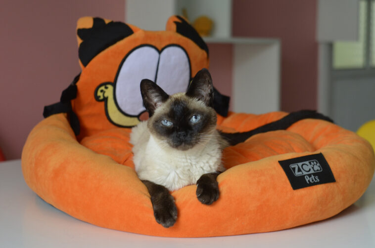 Novidade perfeita para os fãs de heróis e tutores de pet