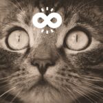 Gatos autistas: entendendo e apoiando nossos amigos peludos