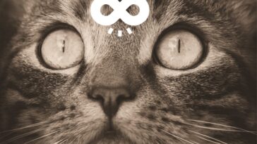 Gatos autistas: entendendo e apoiando nossos amigos peludos