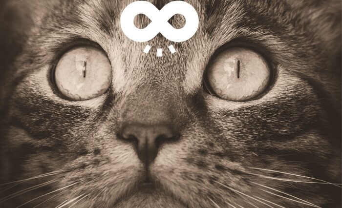 Gatos autistas: entendendo e apoiando nossos amigos peludos