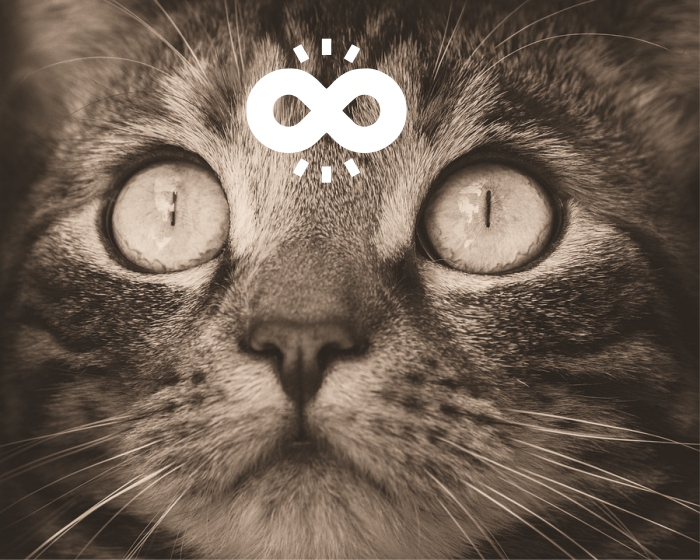 Gatos autistas: entendendo e apoiando nossos amigos peludos